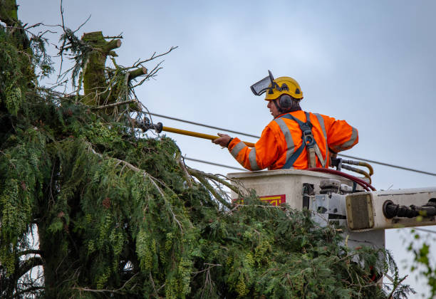 Best Tree Risk Assessment  in National Park, NJ